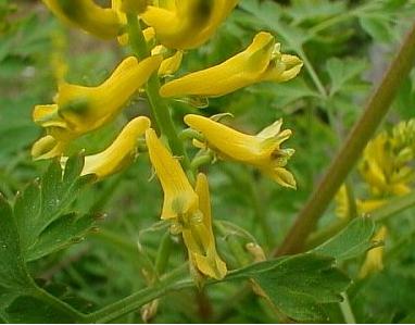 Coptis chinensis SEEDS